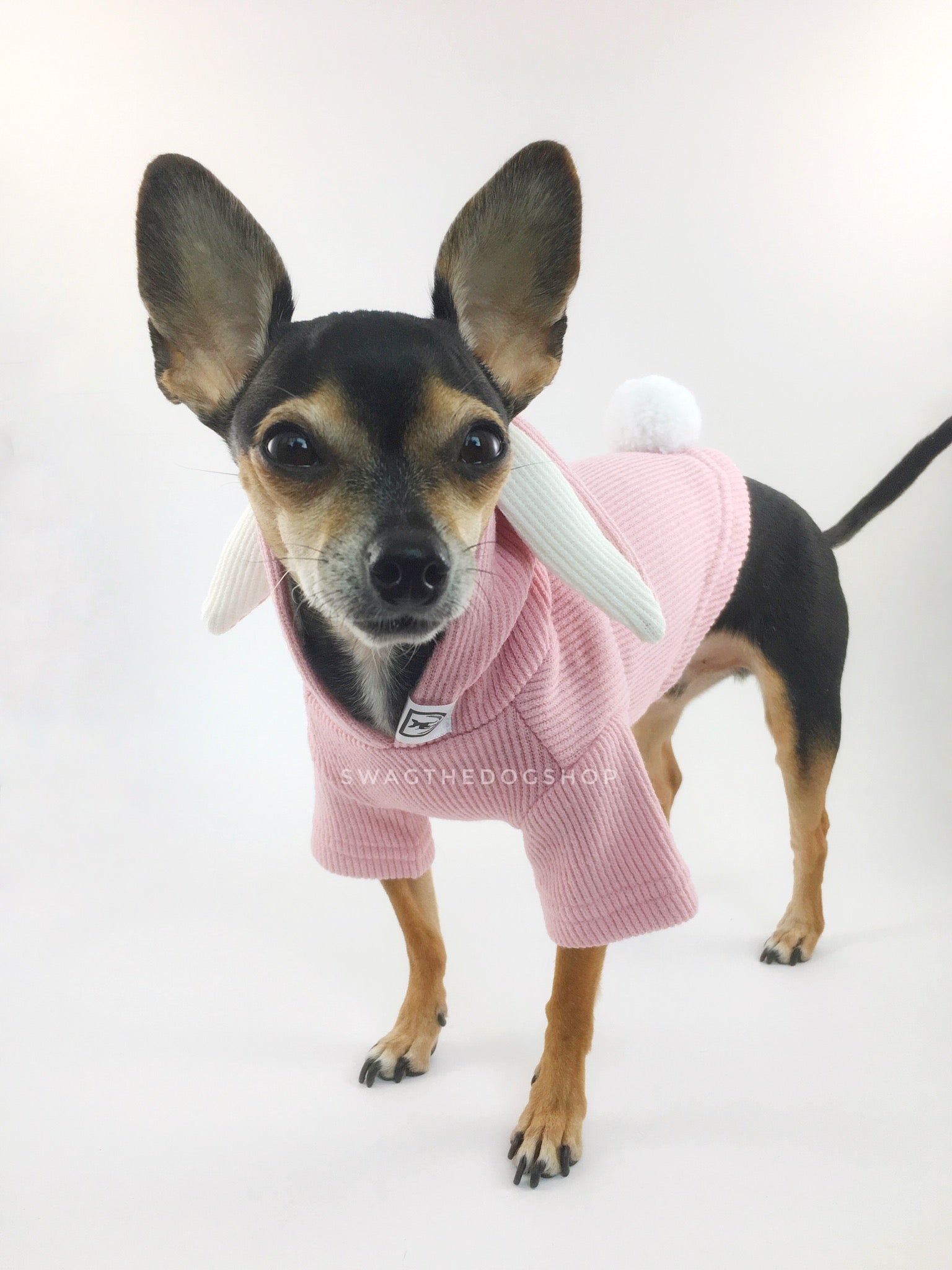 Pink Bunny Hoodie - Side View of Cute Chihuahua Dog Wearing Hoodie. Pink Bunny Hoodie with Pom Pom Tail