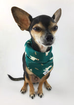 Lorenzo Llama Green Swagdana Scarf - Full Front View of Cute Chihuahua Wearing Swagdana Scarf as Bandana. Dog Bandana. Dog Scarf.