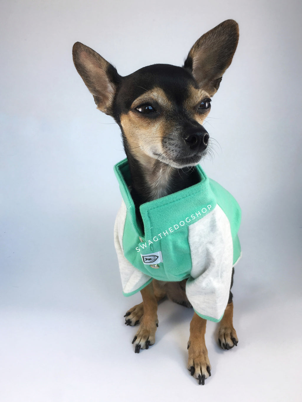 Surfside Emerald Green Polo Shirt - Full Front View of Cute Chihuahua Dog Wearing Shirt. Emerald Green with Light Gray Sleeves Polo Shirt