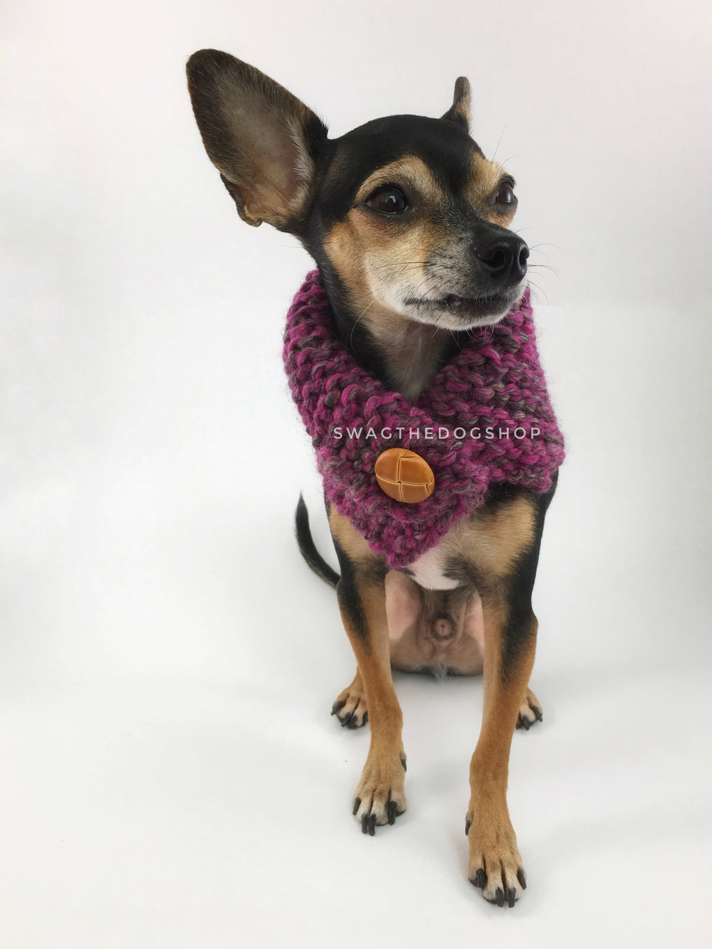 Berries Swagsnood - Full Front View of Cute Chihuahua Dog Wearing Berries Pink Color Dog Snood of Accent Button