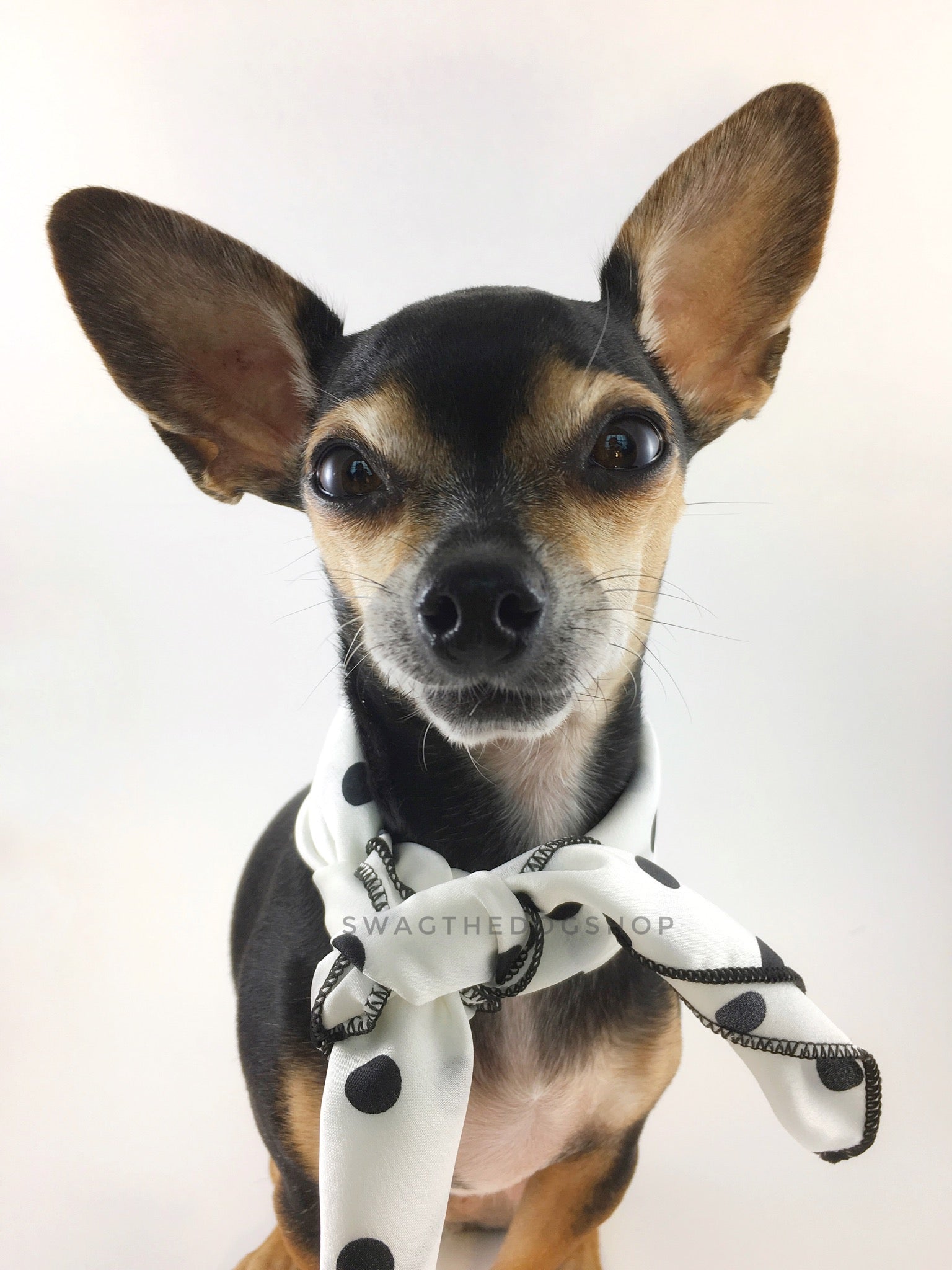 Polka Dot White Swagdana Scarf - Bust of Cute Chihuahua Wearing Swagdana Scarf as Neck Scarf. Dog Bandana. Dog Scarf.