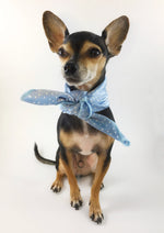 Polka Itty Bitty Powder Blue Swagdana Scarf - Full Frontal View of Cute Chihuahua Wearing Swagdana Scarf as Neck Scarf. Dog Bandana. Dog Scarf.