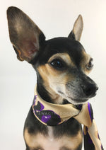 Fierce Beige with Purple Swagdana Scarf - Bust of Cute Chihuahua Wearing Swagdana Scarf as Neckerchief. Dog Bandana. Dog Scarf