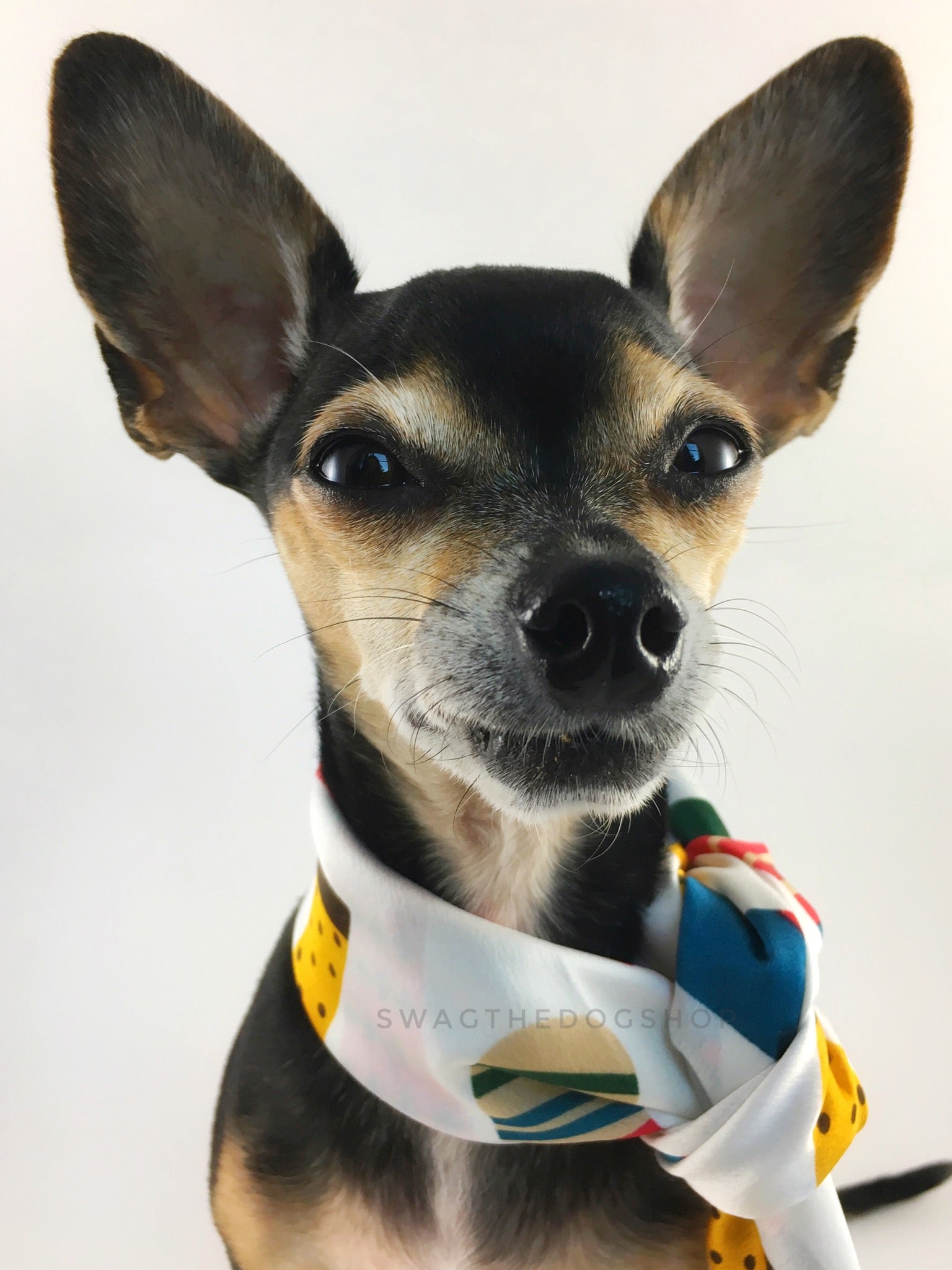 Rock Your Socks Swagdana Scarf - Bust of Cute Chihuahua Wearing Swagdana Scarf as Neckerchief. Dog Bandana. Dog Scarf.