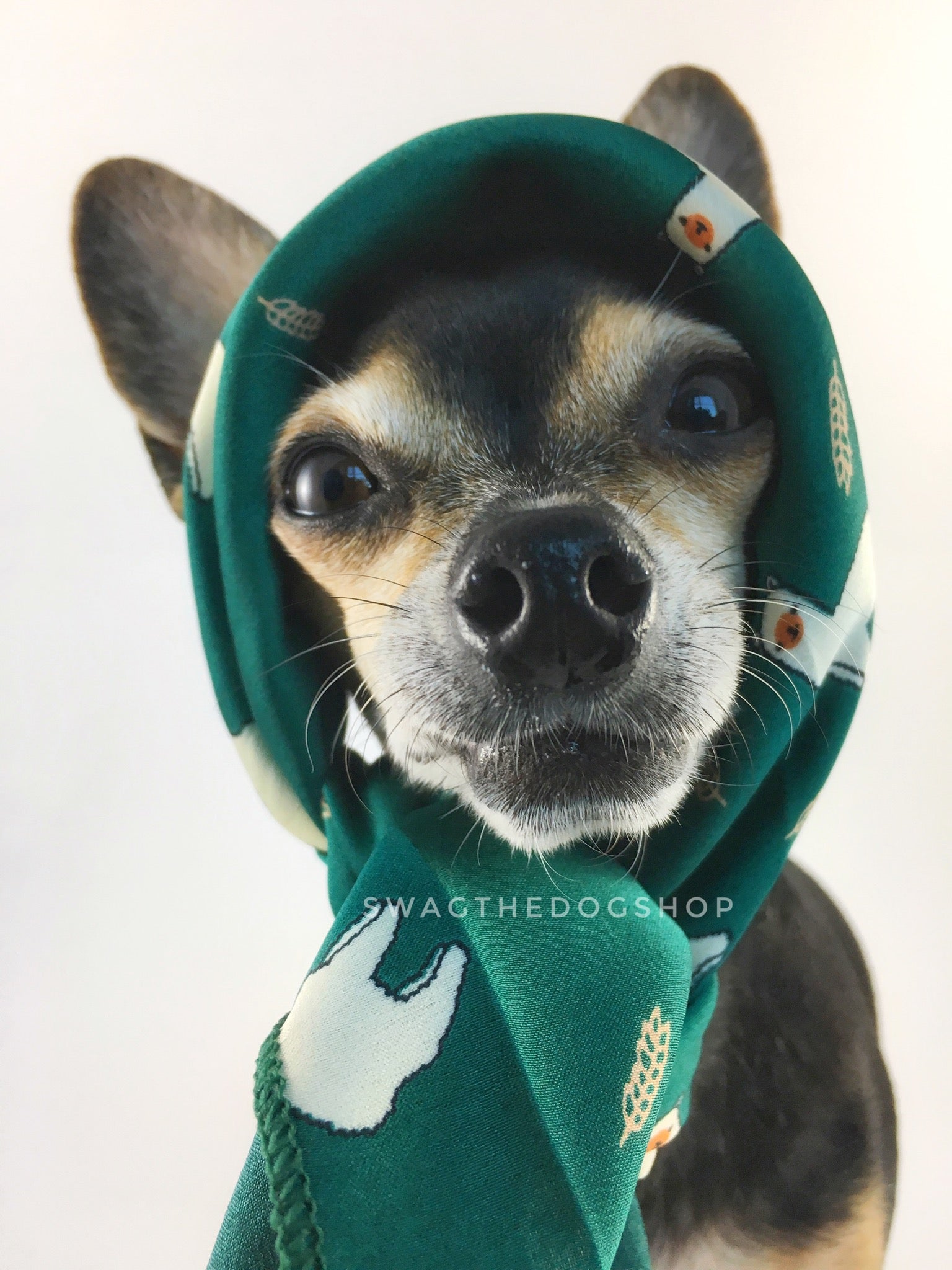 Lorenzo Llama Green Swagdana Scarf - Bust of Cute Chihuahua Wearing Swagdana Scarf as Headscarf. Dog Bandana. Dog Scarf.