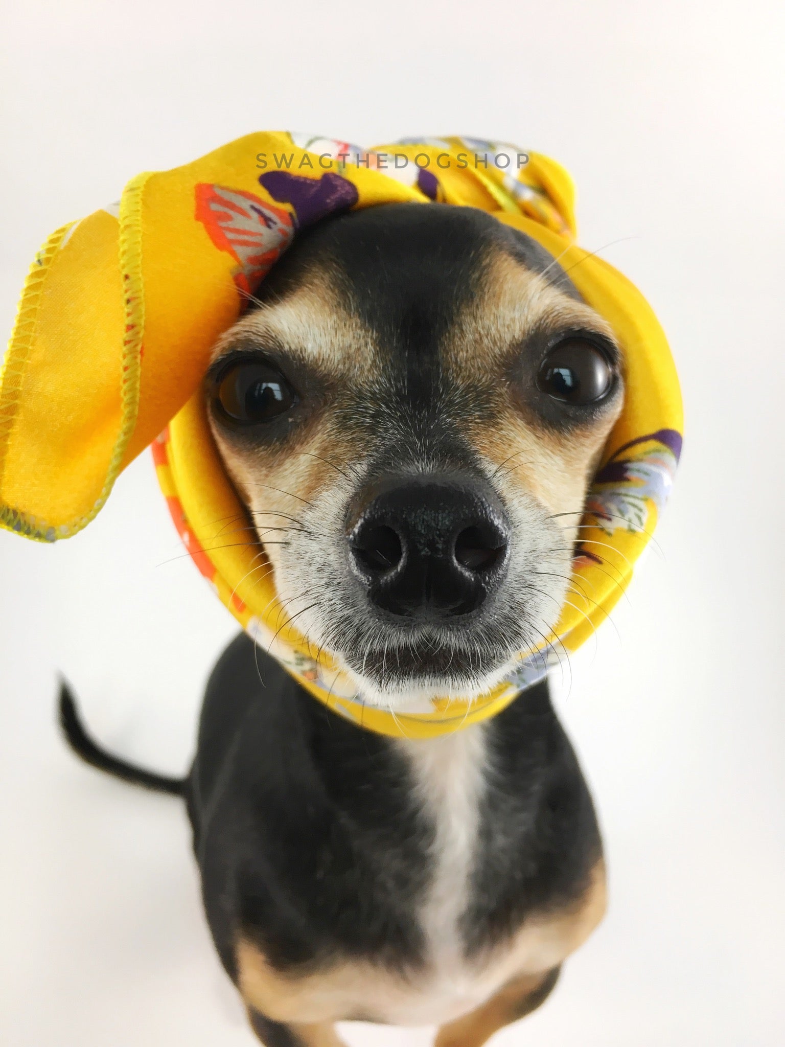 Yellow Wild Flower Swagdana Scarf - Bust of Cute Chihuahua Wearing Swagdana Scarf as Headband. Dog Bandana. Dog Scarf.