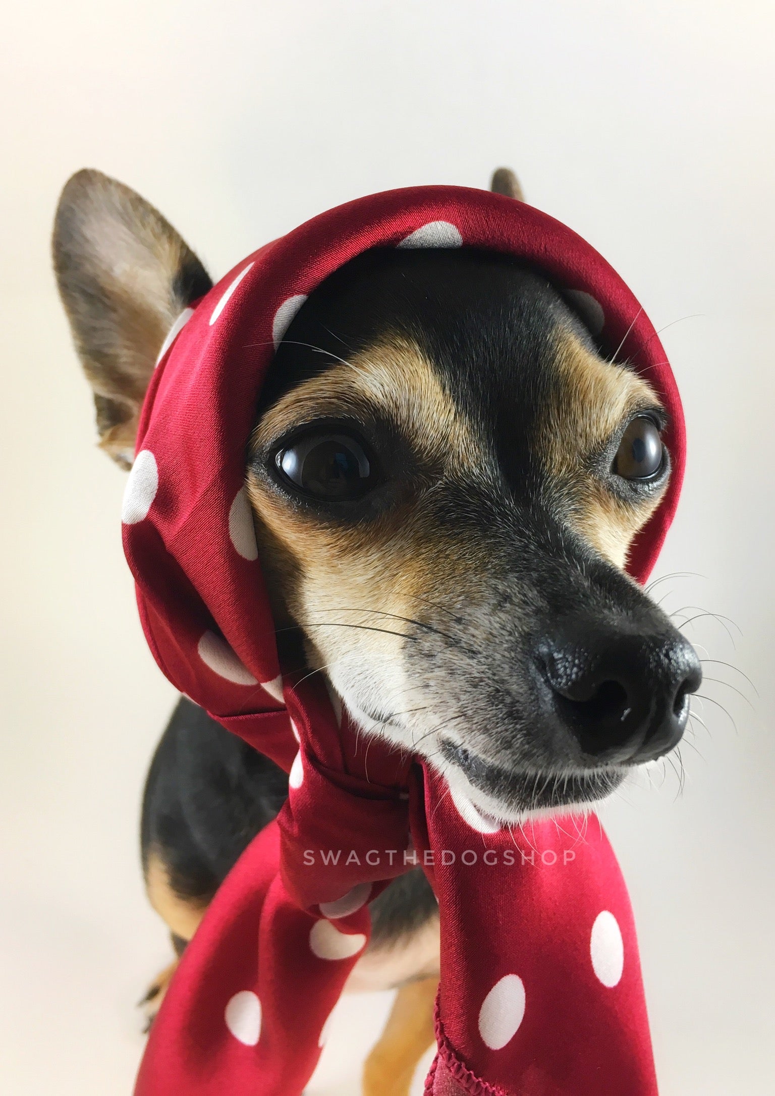 Polka Dot Burgundy Swagdana Scarf - Bust of Cute Chihuahua Wearing Swagdana Scarf as Headscarf. Dog Bandana. Dog Scarf.