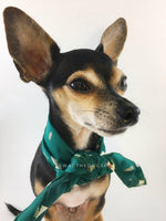 Lorenzo Llama Green Swagdana Scarf - Bust of Cute Chihuahua Wearing Swagdana Scarf as Neck Scarf. Dog Bandana. Dog Scarf.