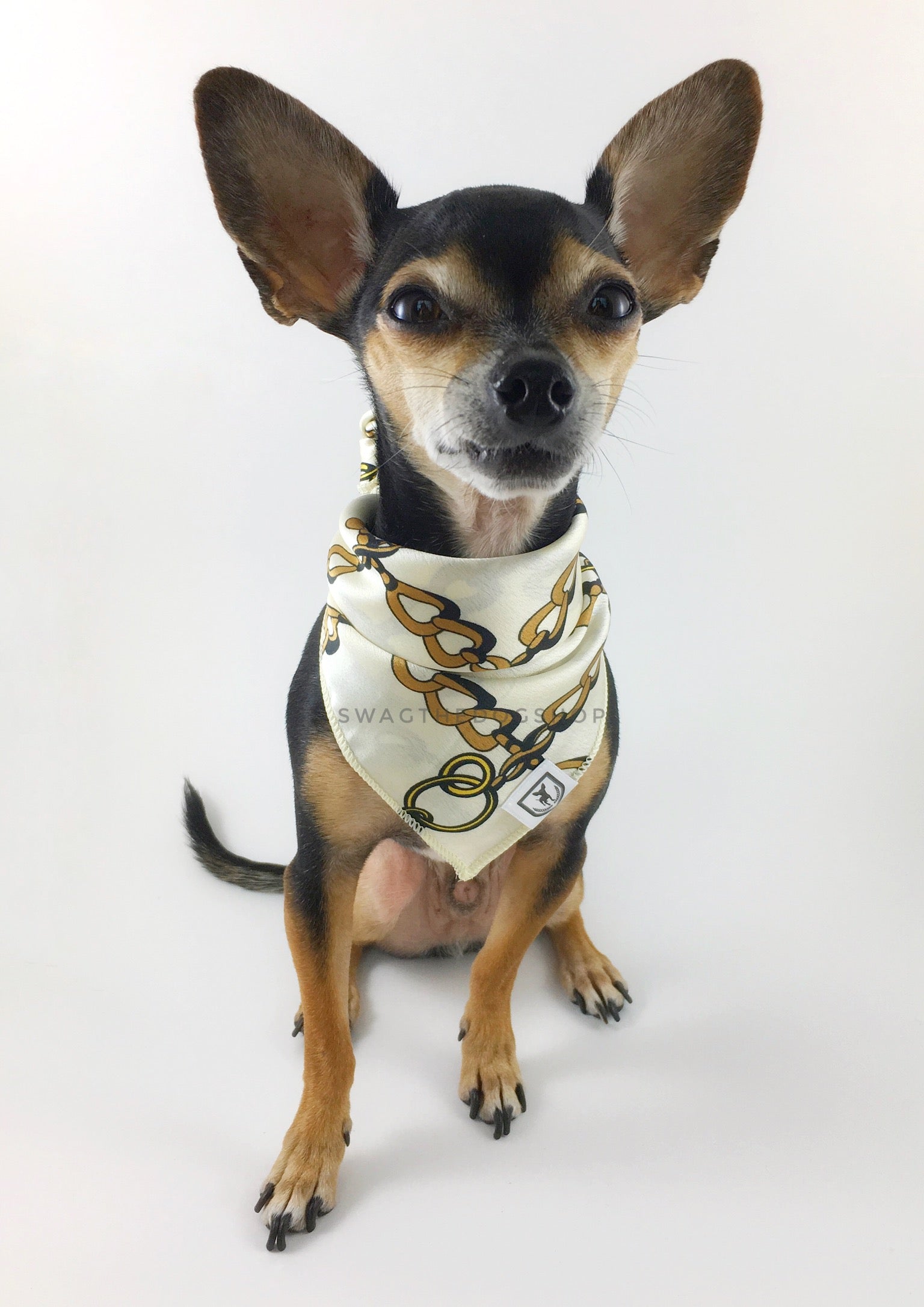 24K Vanilla Gold Swagdana Scarf - Full Front View of Cute Chihuahua Wearing Swagdana Scarf as Bandana. Dog Bandana. Dog Scarf