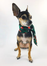 Fierce Forest Green with Red Swagdana Scarf - Full Frontal View of Cute Chihuahua Wearing Swagdana Scarf as Neckerchief. Dog Bandana. Dog Scarf