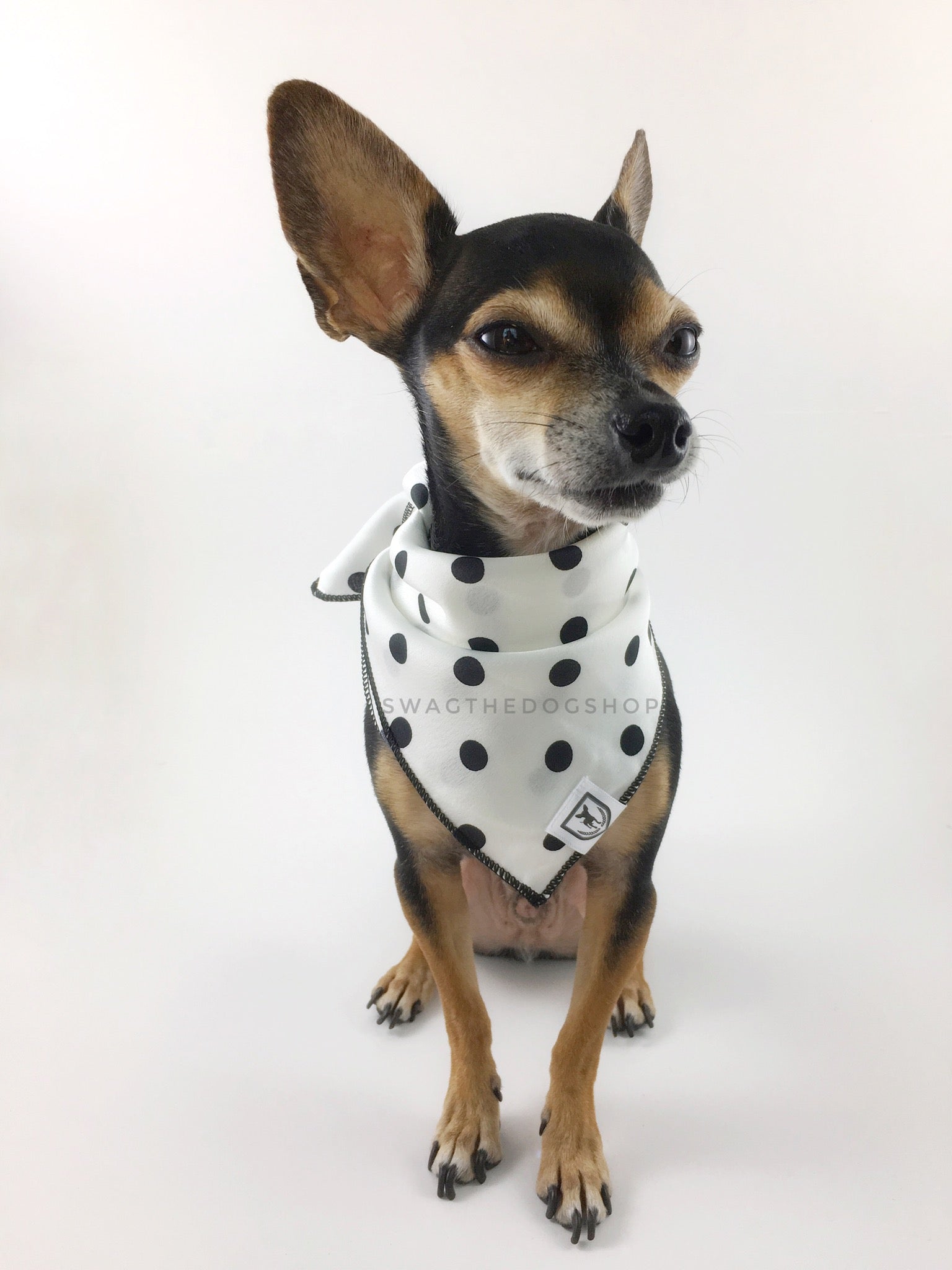 Polka Dot White Swagdana Scarf - Full Frontal View of Cute Chihuahua Wearing Swagdana Scarf as Bandana. Dog Bandana. Dog Scarf.