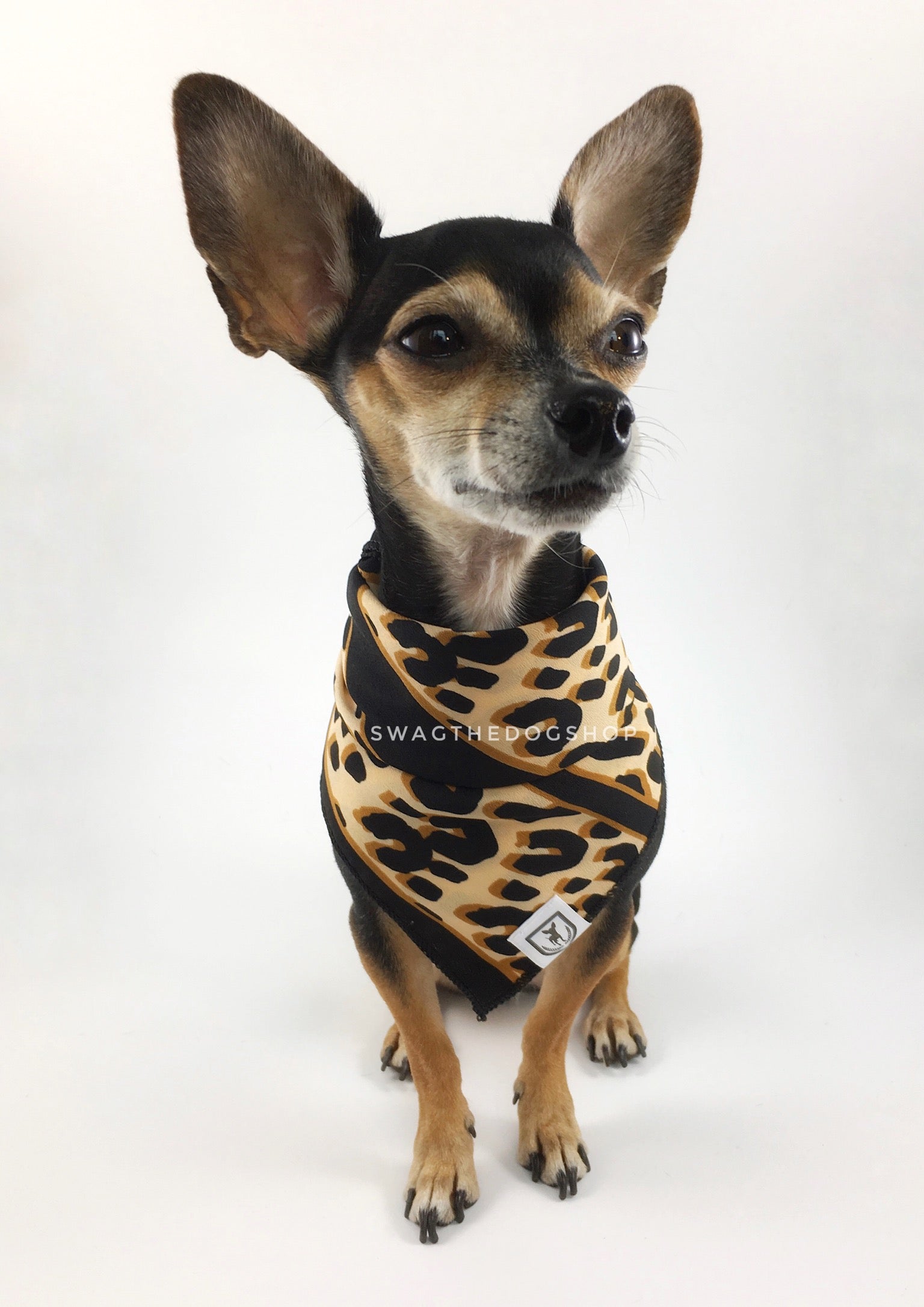 Leopard Ivory Cream Swagdana Scarf - Full Front View of Cute Chihuahua Wearing Swagdana Scarf as Bandana. Dog Bandana. Dog Scarf.
