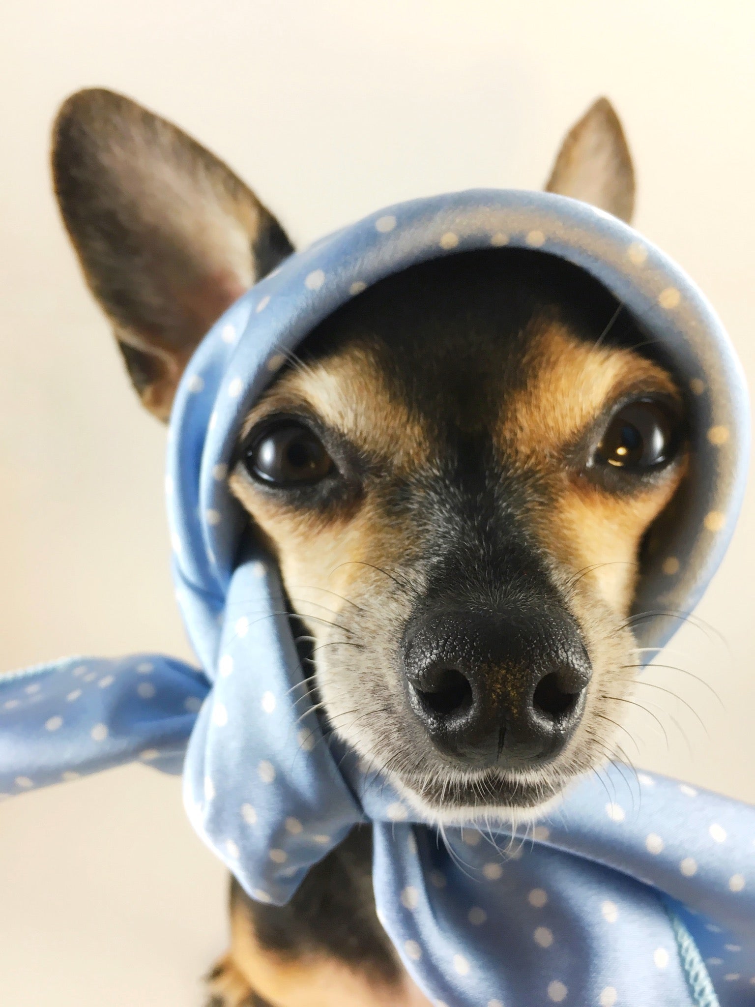 Polka Itty Bitty Powder Blue Swagdana Scarf - Bust of Cute Chihuahua Wearing Swagdana Scarf as Headscarf. Dog Bandana. Dog Scarf.
