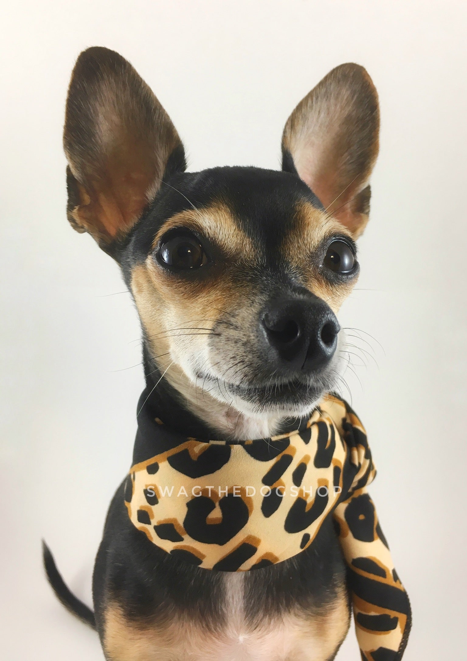 Leopard Ivory Cream Swagdana Scarf - Bust of Cute Chihuahua Wearing Swagdana Scarf as Neckerchief. Dog Bandana. Dog Scarf.