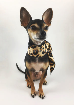 Leopard Ivory Cream Swagdana Scarf - Full Front View of Cute Chihuahua Wearing Swagdana Scarf as Neckerchief. Dog Bandana. Dog Scarf.