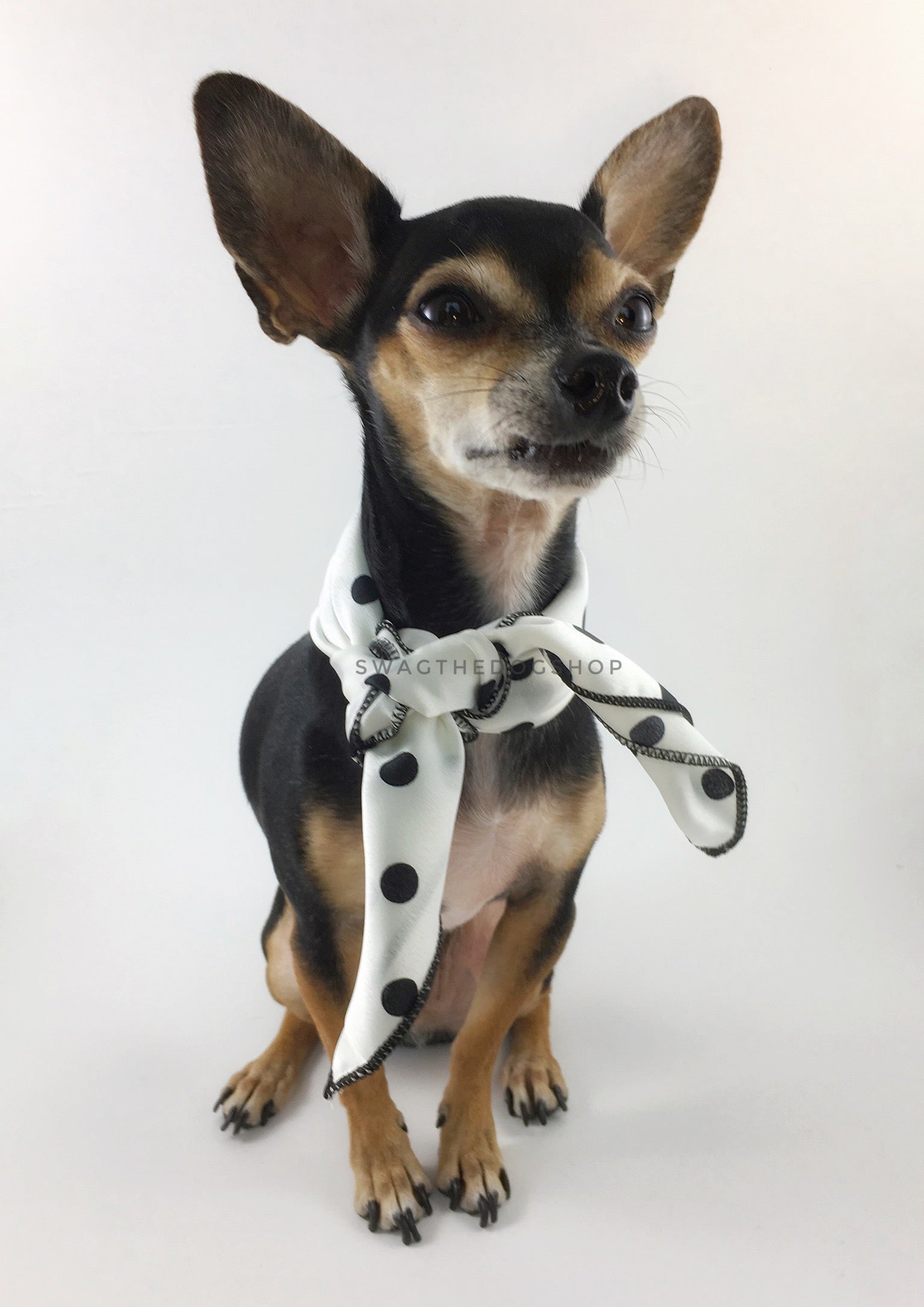 Polka Dot White Swagdana Scarf - Full Frontal View of Cute Chihuahua Wearing Swagdana Scarf as Neck Scarf. Dog Bandana. Dog Scarf.