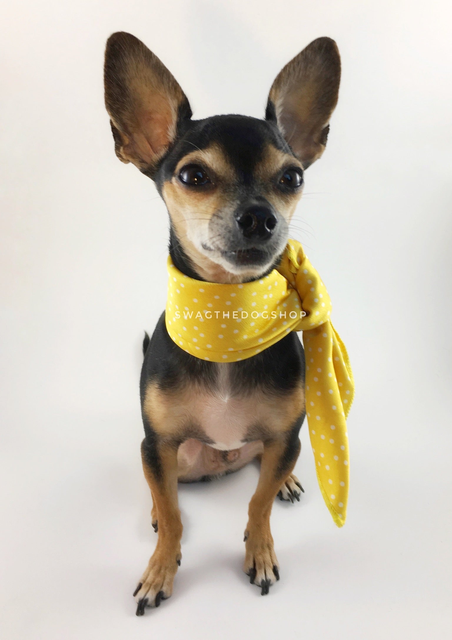 Polka Itty Bitty Sunny Yellow Swagdana Scarf - Full Frontal View of Cute Chihuahua Wearing Swagdana Scarf as Neckerchief. Dog Bandana. Dog Scarf.