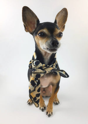 Fierce Beige with Yellow Swagdana Scarf - Full Frontal View of Cute Chihuahua Wearing Swagdana Scarf as Neckerchief Tied At The Front. Dog Bandana. Dog Scarf