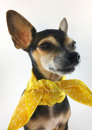 Polka Itty Bitty Sunny Yellow Swagdana Scarf - Bust of Cute Chihuahua Wearing Swagdana Scarf as Neck Scarf. Dog Bandana. Dog Scarf.