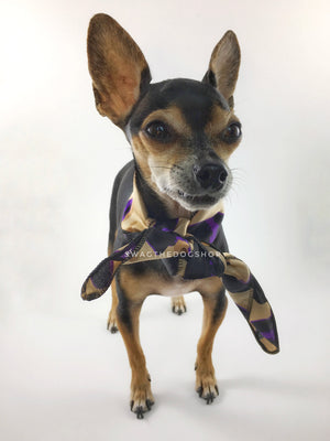 Fierce Beige with Purple Swagdana Scarf - Full Frontal View of Cute Chihuahua Wearing Swagdana Scarf as Neck Scarf. Dog Bandana. Dog Scarf
