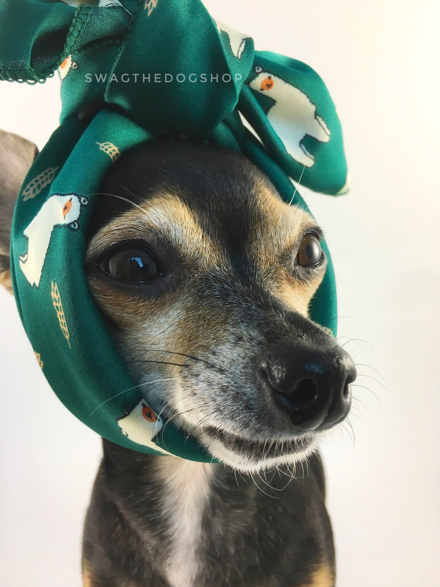Lorenzo Llama Green Swagdana Scarf - Bust of Cute Chihuahua Wearing Swagdana Scarf as Headband. Dog Bandana. Dog Scarf.