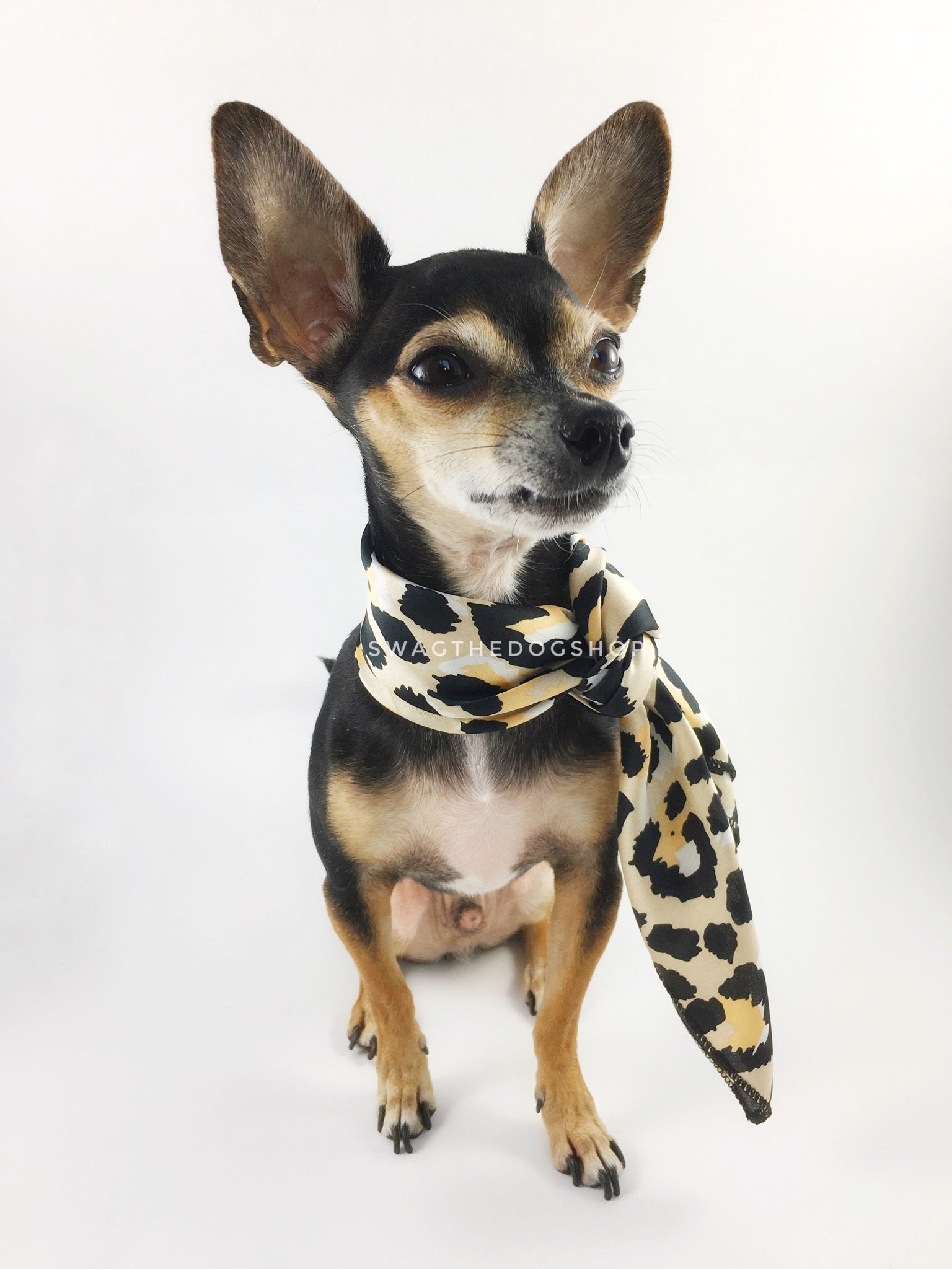 Fierce Beige with Yellow Swagdana Scarf - Full Frontal View of Cute Chihuahua Wearing Swagdana Scarf as Neckerchief. Dog Bandana. Dog Scarf