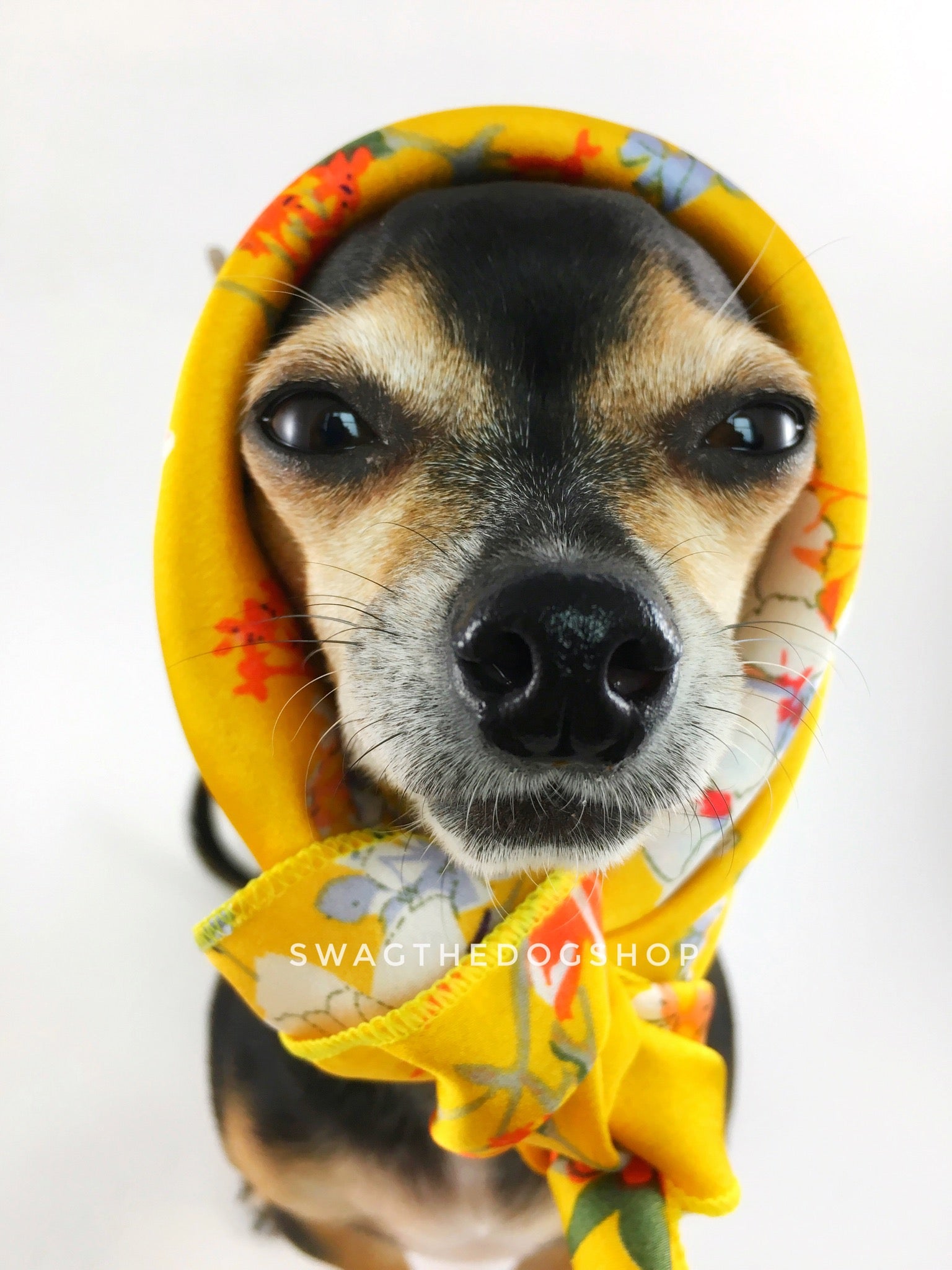 Yellow Wild Flower Swagdana Scarf - Bust of Cute Chihuahua Wearing Swagdana Scarf as Headscarf. Dog Bandana. Dog Scarf.