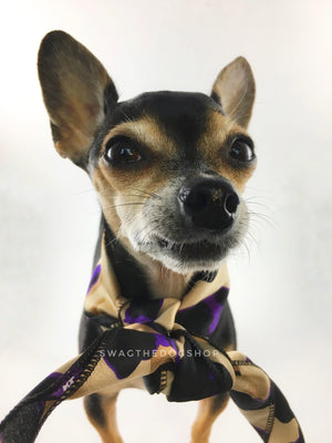 Fierce Beige with Purple Swagdana Scarf - Bust of Cute Chihuahua Wearing Swagdana Scarf as Neck Scarf. Dog Bandana. Dog Scarf