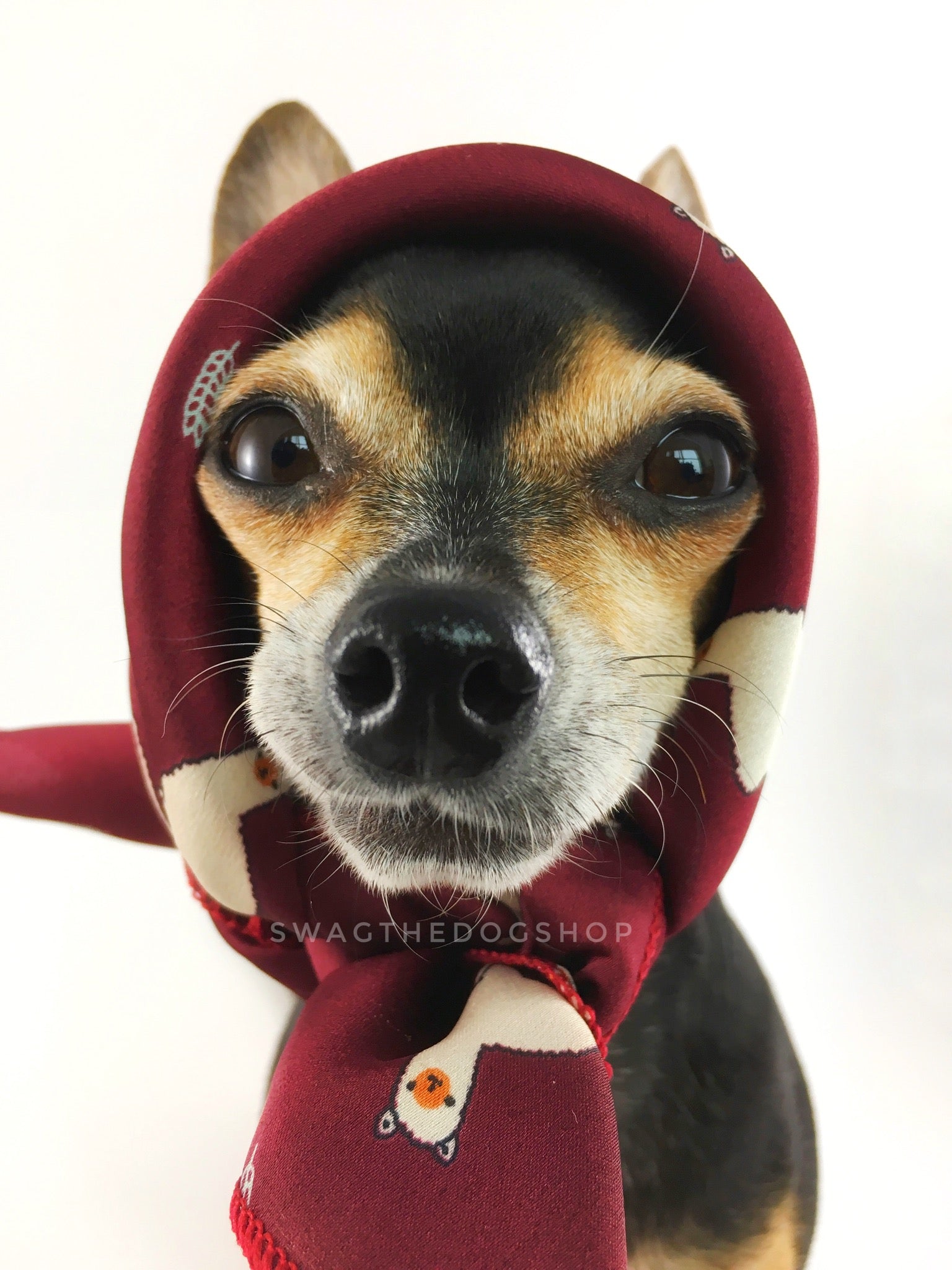 Lorenzo Llama Burgundy Swagdana Scarf - Bust of Cute Chihuahua Wearing Swagdana Scarf as Headscarf. Dog Bandana. Dog Scarf.