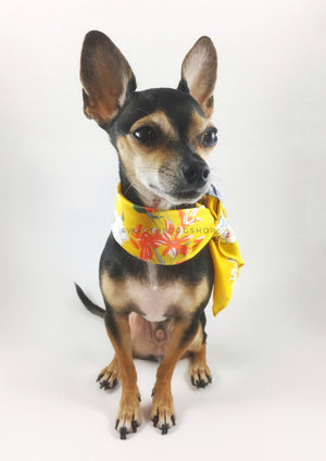 Yellow Wild Flower Swagdana Scarf - Full Front View of Cute Chihuahua Wearing Swagdana Scarf as Neckerchief. Dog Bandana. Dog Scarf.