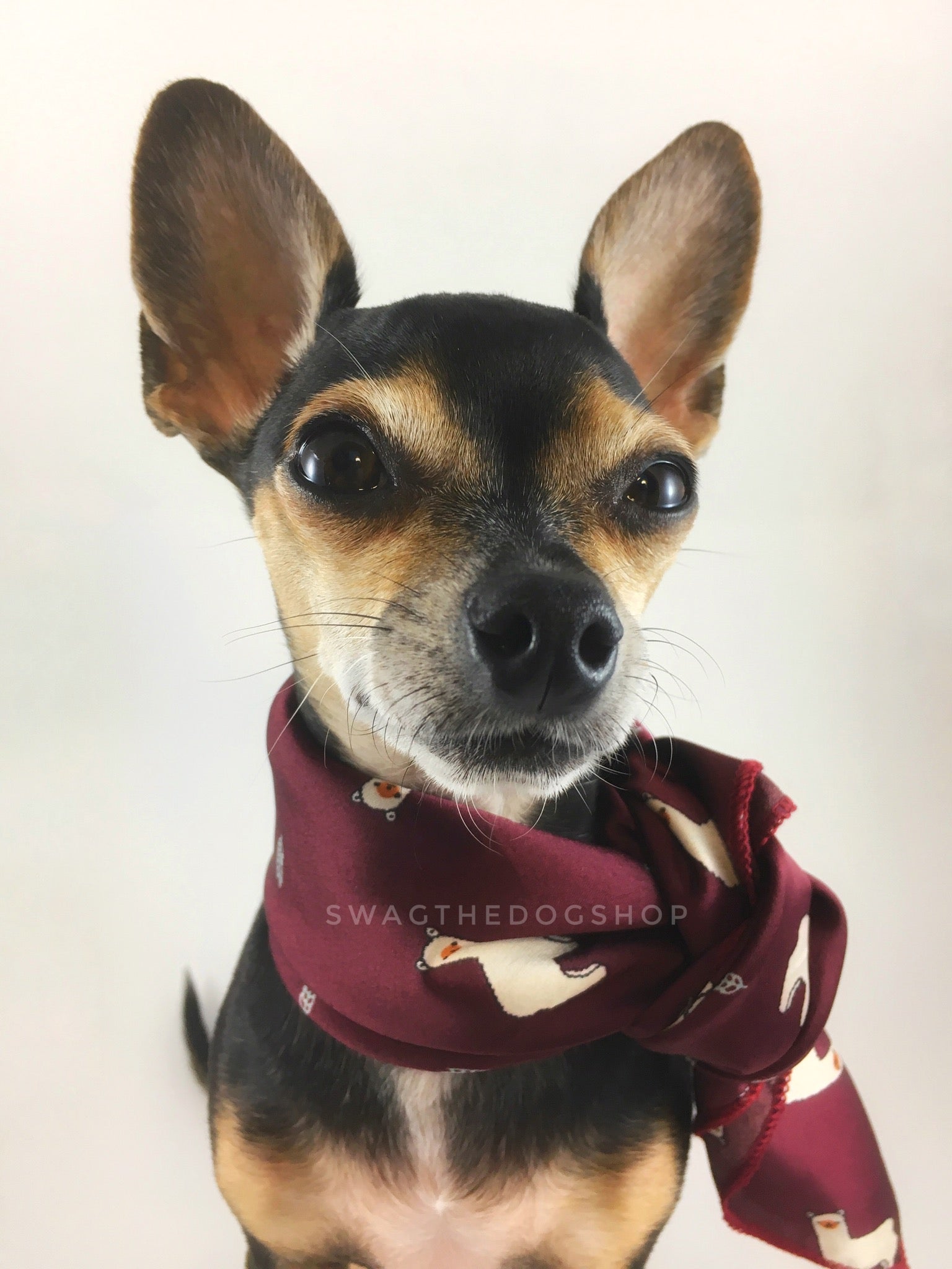Lorenzo Llama Burgundy Swagdana Scarf - Bust of Cute Chihuahua Wearing Swagdana Scarf as Neckerchief. Dog Bandana. Dog Scarf.
