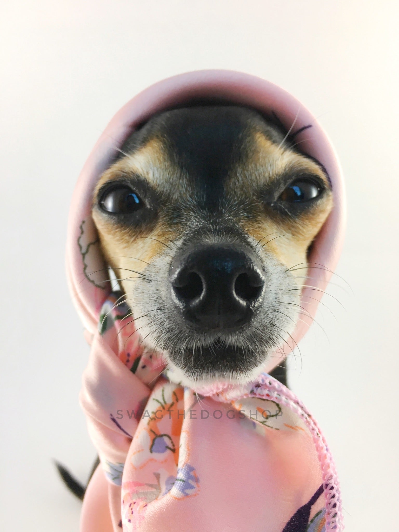 Pink Wild Flower Swagdana Scarf - Bust of Cute Chihuahua Wearing Swagdana Scarf as Headscarf. Dog Bandana. Dog Scarf.