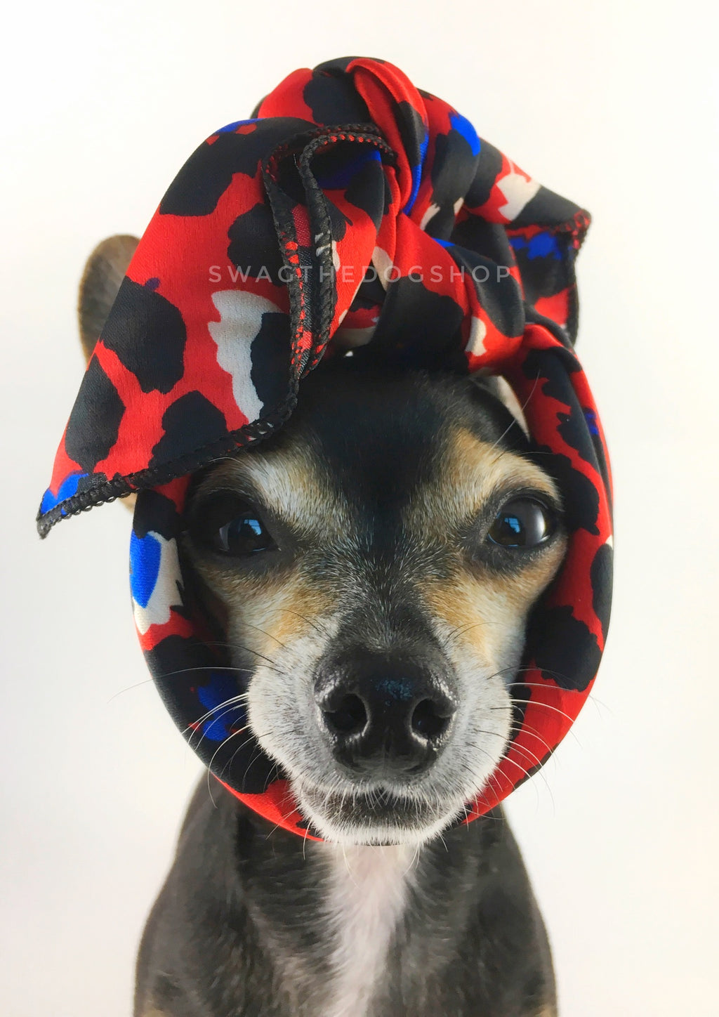 Fierce Vibrant Red with Blue Swagdana Scarf - Bust of Cute Chihuahua Wearing Swagdana Scarf as Headband. Dog Bandana. Dog Scarf