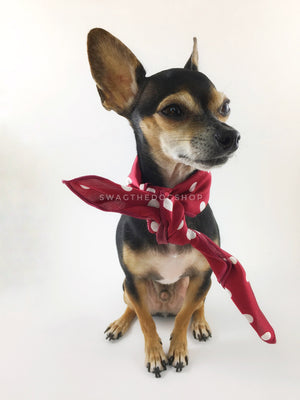 Polka Dot Burgundy Swagdana Scarf - Full Frontal View of Cute Chihuahua Wearing Swagdana Scarf as Neck Scarf. Dog Bandana. Dog Scarf.