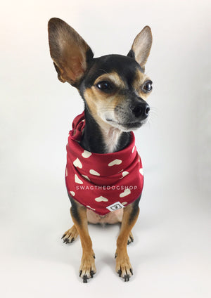Full of Heart Red Swagdana Scarf - Full Front View of Cute Chihuahua Wearing Swagdana Scarf as Bandana. Dog Bandana. Dog Scarf.