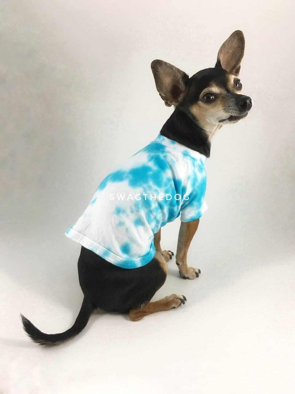 Swagadelic Sky Blue Tie Dye Tee - Cute Chihuahua named Hugo in sitting position with his back towards the camera and looking back, wearing the hand tie-dyed tee with Sky Blue