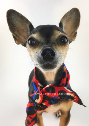 Fierce Vibrant Red with Blue Swagdana Scarf - Bust of Cute Chihuahua Wearing Swagdana Scarf as Neck Scarf. Dog Bandana. Dog Scarf