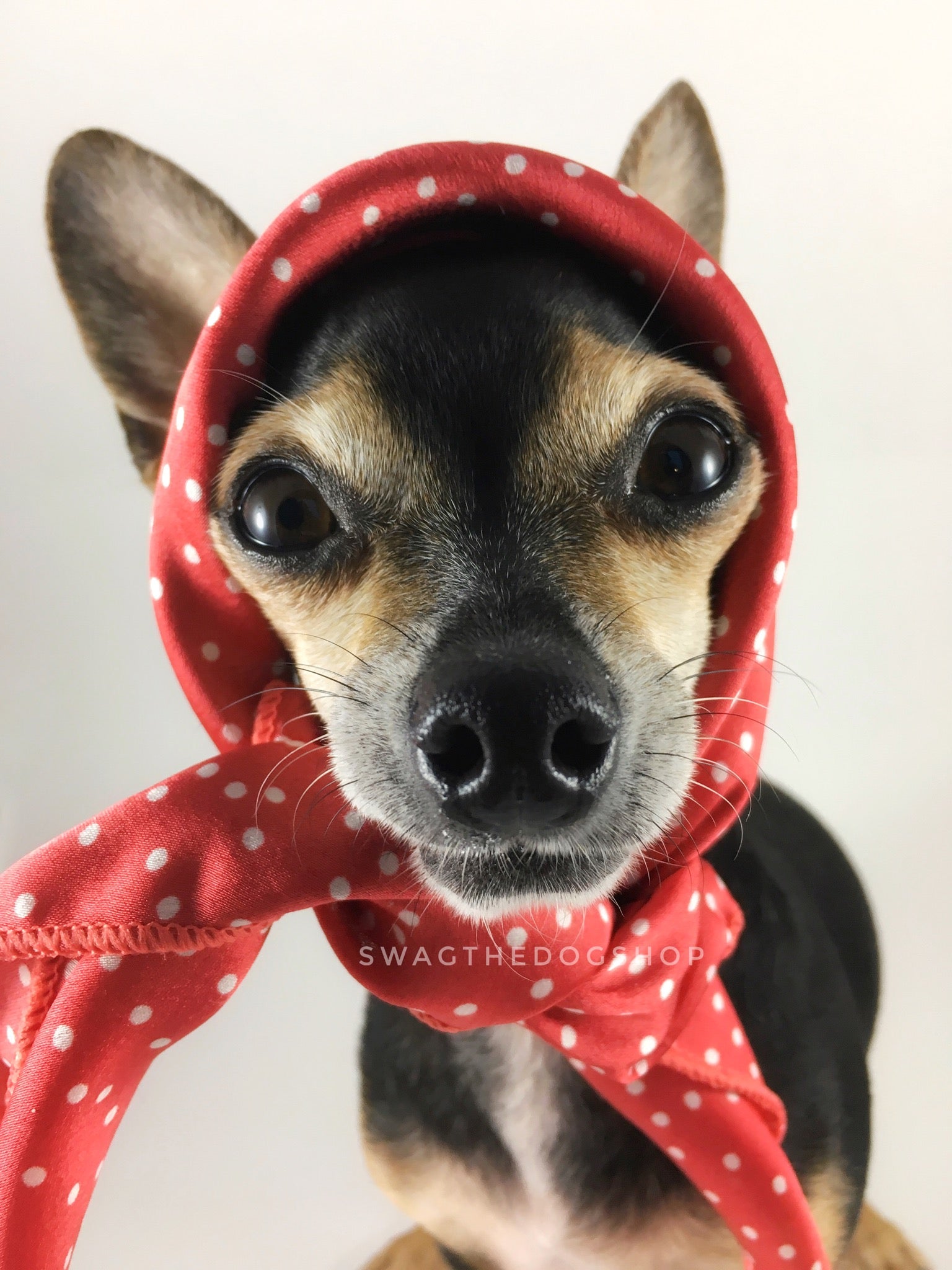 Polka Itty Bitty Coral Swagdana Scarf - Bust of Cute Chihuahua Wearing Swagdana Scarf as Headscarf. Dog Bandana. Dog Scarf.