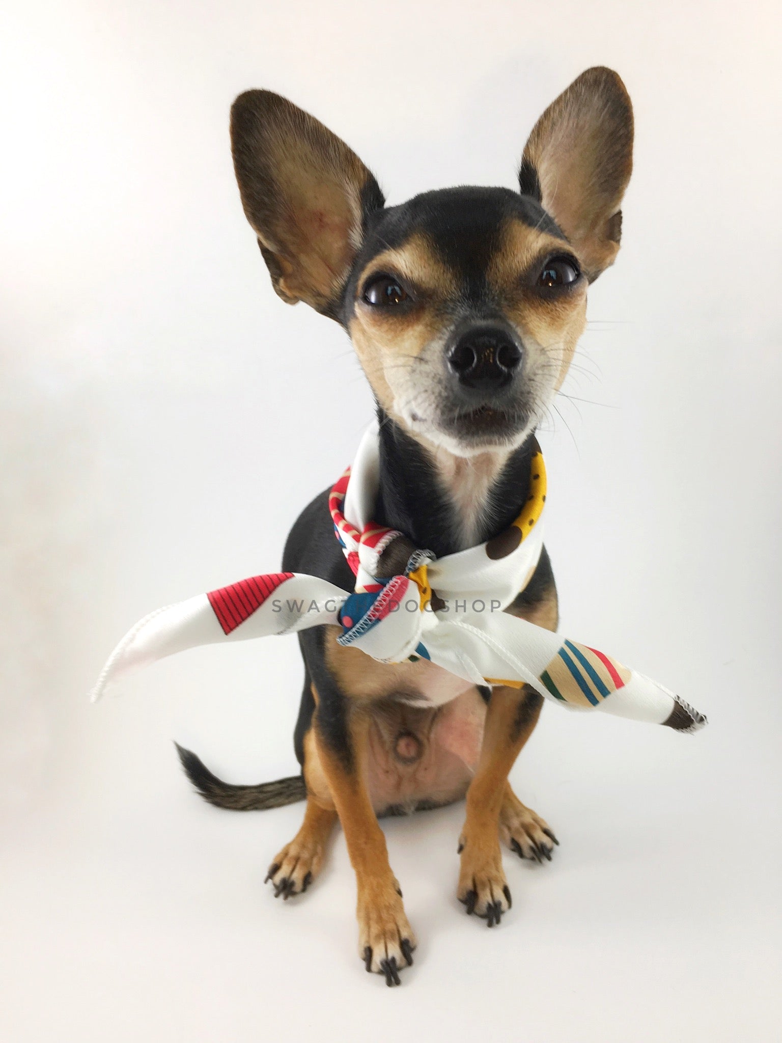 Rock Your Socks Swagdana Scarf - Full Frontal View of Cute Chihuahua Wearing Swagdana Scarf as Neck Scarf. Dog Bandana. Dog Scarf.