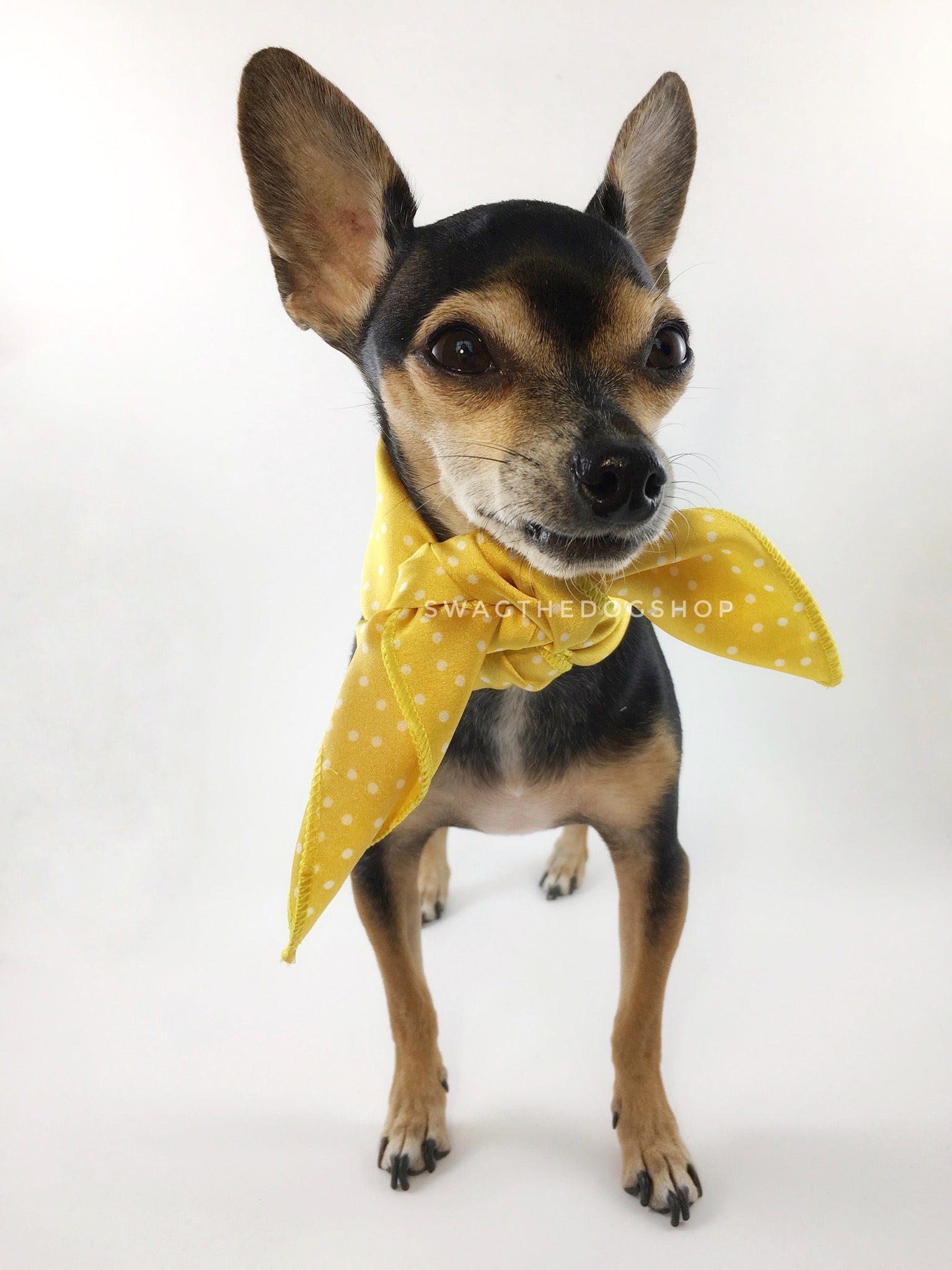 Polka Itty Bitty Sunny Yellow Swagdana Scarf - Full Frontal View of Cute Chihuahua Wearing Swagdana Scarf as Neck Scarf. Dog Bandana. Dog Scarf.