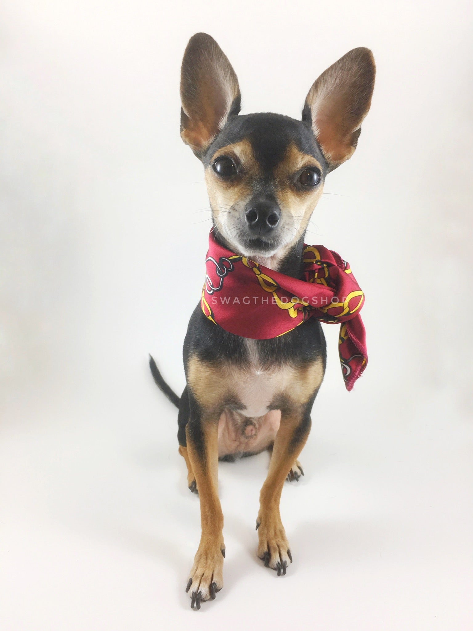 24K Burgundy Gold Swagdana Scarf - Full Front View of Cute Chihuahua Wearing Swagdana Scarf as Neckerchief. Dog Bandana. Dog Scarf