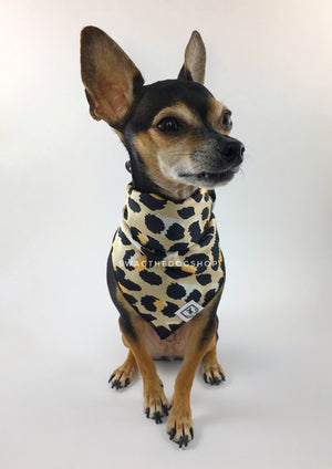 Fierce Beige with Yellow Swagdana Scarf - Full Frontal View of Cute Chihuahua Wearing Swagdana Scarf as Bandana. Dog Bandana. Dog Scarf