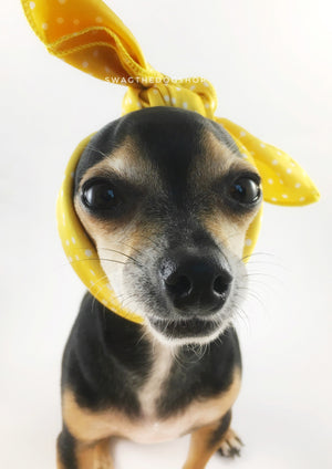 Polka Itty Bitty Sunny Yellow Swagdana Scarf - Bust of Cute Chihuahua Wearing Swagdana Scarf as Headband. Dog Bandana. Dog Scarf.