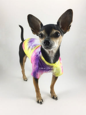 Swagadelic Spiral Tie Dye Tee - Frontal of cute Chihuahua named Hugo in standing position, wearing the hand tie-dyed tee with Pink, Yellow and Purple