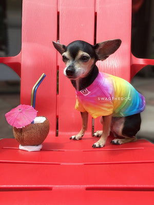 Swagadelic Pride Ombré Tie Dye Tee - Frontal of cute Chihuahua named Hugo sitting in red Muskoka chair with coconut mocktail that has 2 straws and umbrella pick, wearing the hand tie-dyed tee with Pink, Yellow, Green, Sky Blue and Purple