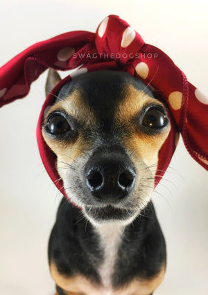 Polka Dot Burgundy Swagdana Scarf - Bust of Cute Chihuahua Wearing Swagdana Scarf as Headband. Dog Bandana. Dog Scarf.