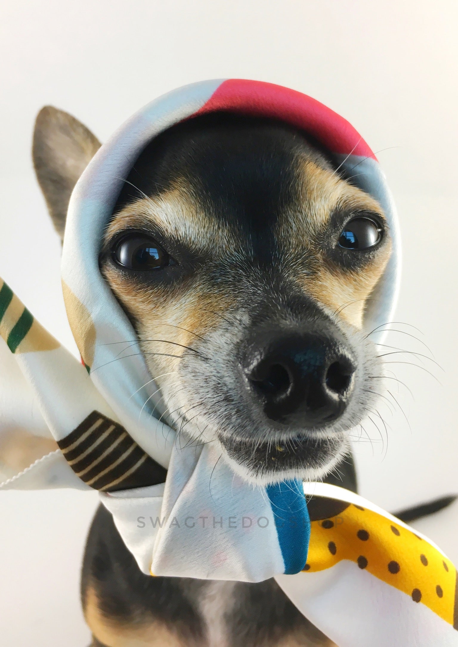 Rock Your Socks Swagdana Scarf - Bust of Cute Chihuahua Wearing Swagdana Scarf as Headscarf. Dog Bandana. Dog Scarf.