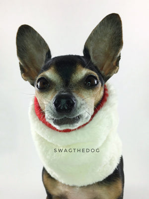 Red Holiday Swagsnood - Close-up view of Hugo's face, Cute Chihuahua Dog Wearing cream faux fur side