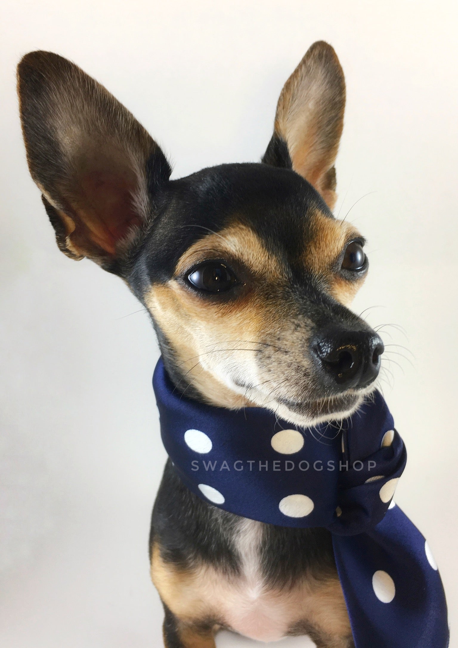 Polka Dot Navy Swagdana Scarf - Bust of Cute Chihuahua Wearing Swagdana Scarf as Neckerchief. Dog Bandana. Dog Scarf.
