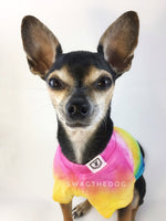 Swagadelic Pride Ombré Tie Dye Tee - Close-up frontal of cute Chihuahua named Hugo in sitting position, wearing the hand tie-dyed tee with Pink, Yellow, Green, Sky Blue and Purple